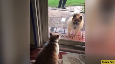 Dogs and Cats Very Funny Videos