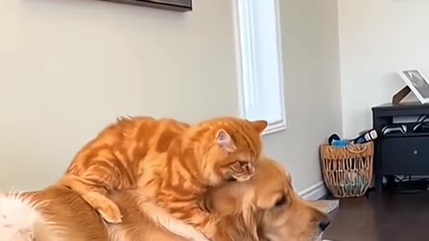 Dogs and Cats friendship