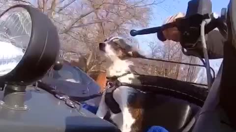 Dog rides around in motorcycle