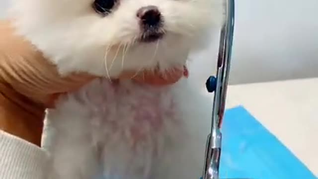 Cute Puppy Funny Compilation