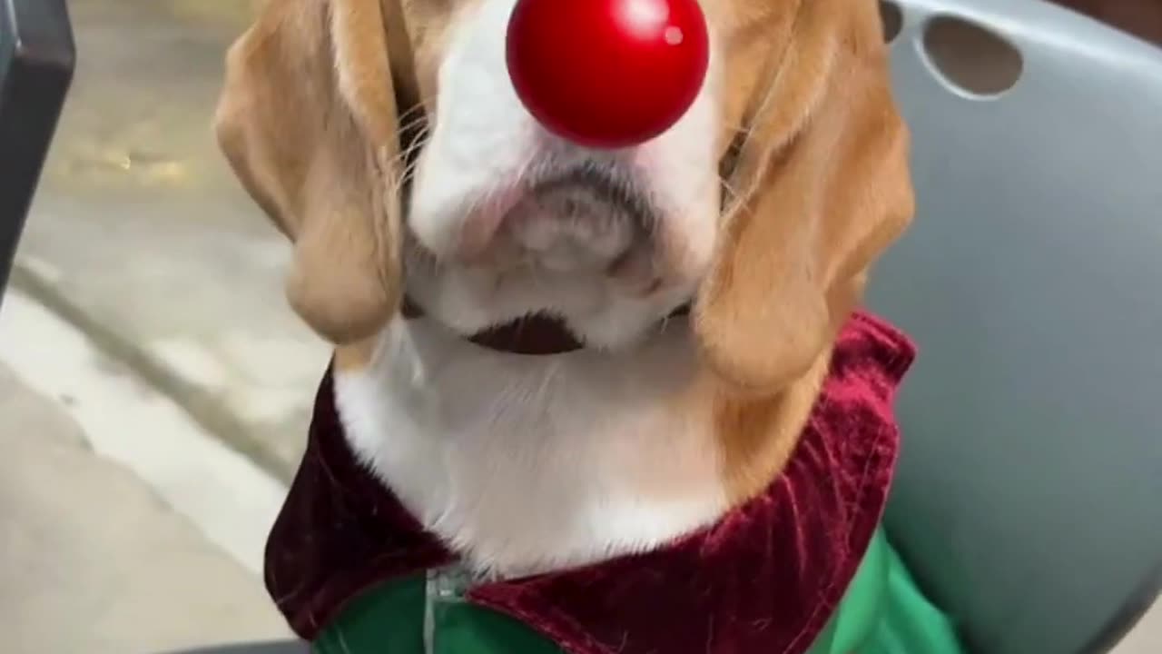 Funny pets 🥰🥰🥰 #cute #viral #pets #shorts #petsfriendships