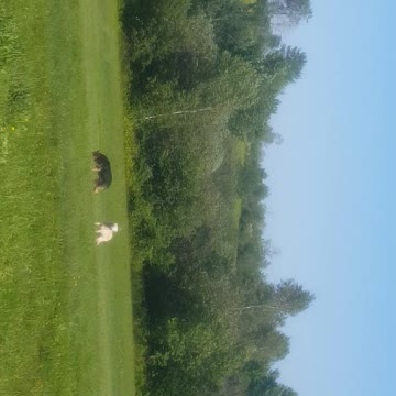 my dogs and chickens