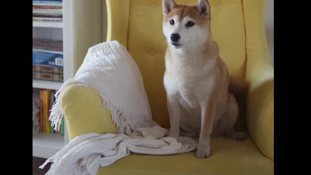 Cute pastoral dog sitting on the sofa waiting for lunch