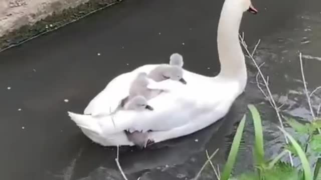 Two White swans