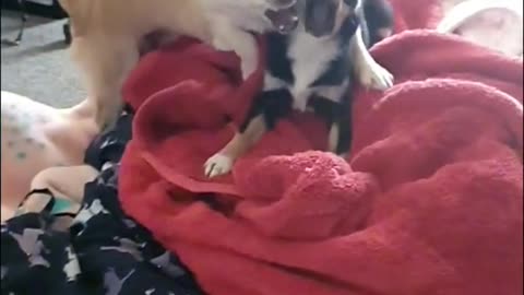 Slow Motion Chihuahua Fight!