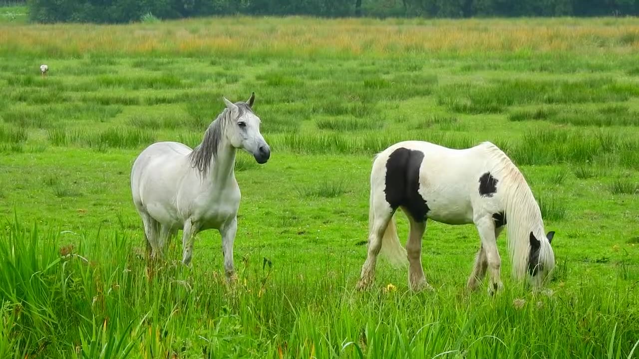 Beautiful Nature Videos White Horse Natural