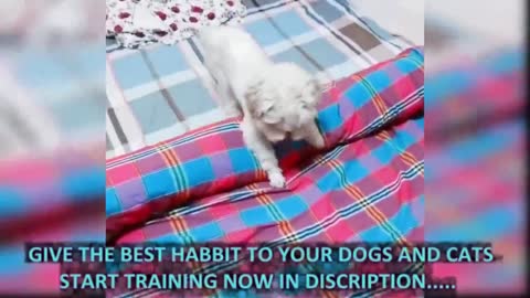 Give the best habit to your dog