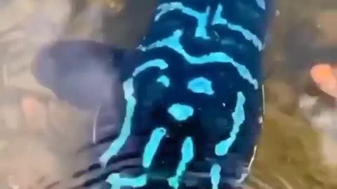 what kind of fish is this