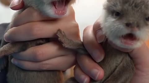 beaver