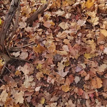 What do you see what does it mean?