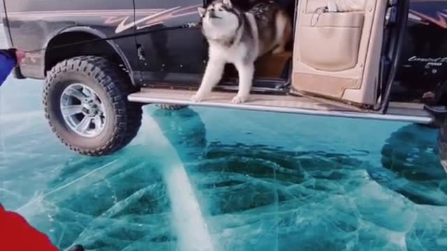 Husky dog ​​refuses to play in the ice