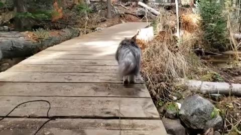 Siberian Cats Hike on Leashes