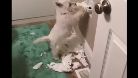 Funny Compilations Dogs Part.4😅