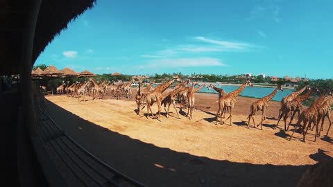Giraffes walking around in the zoo