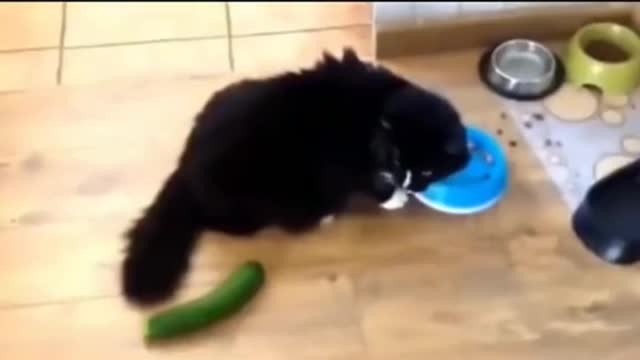 Whoa! Scary cuke! 🙀