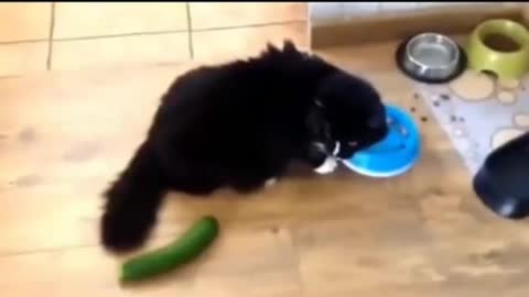 Whoa! Scary cuke! 🙀