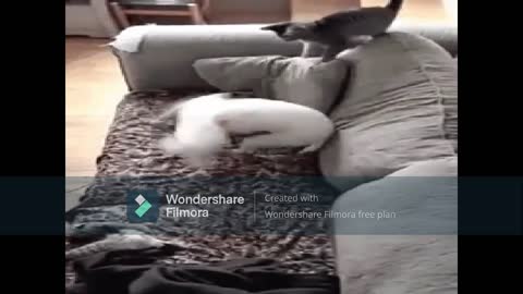 funny cat clip in rumble
