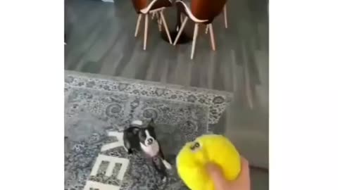 Vai pegar toto