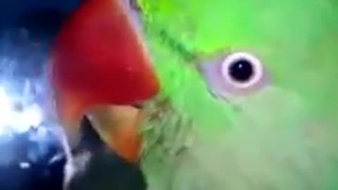 talking parrot