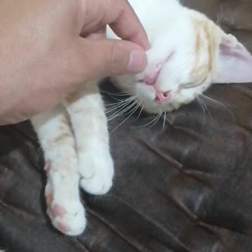 My litle cats dreaming💤💤