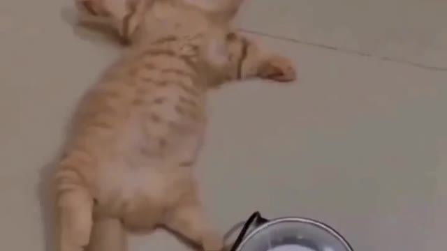 Cat sleeping funny video.