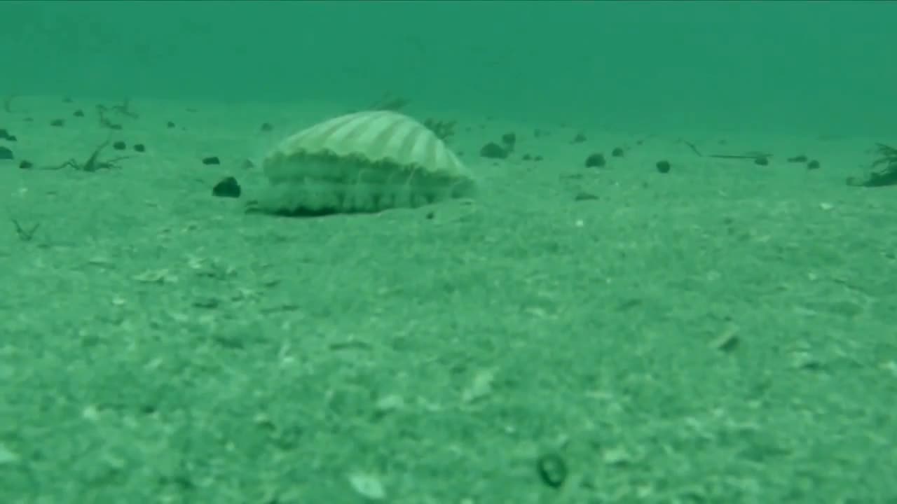 small oyster swimming