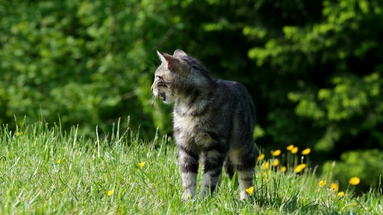 Fluffy Fur-iends: Cute Cat Compilation!