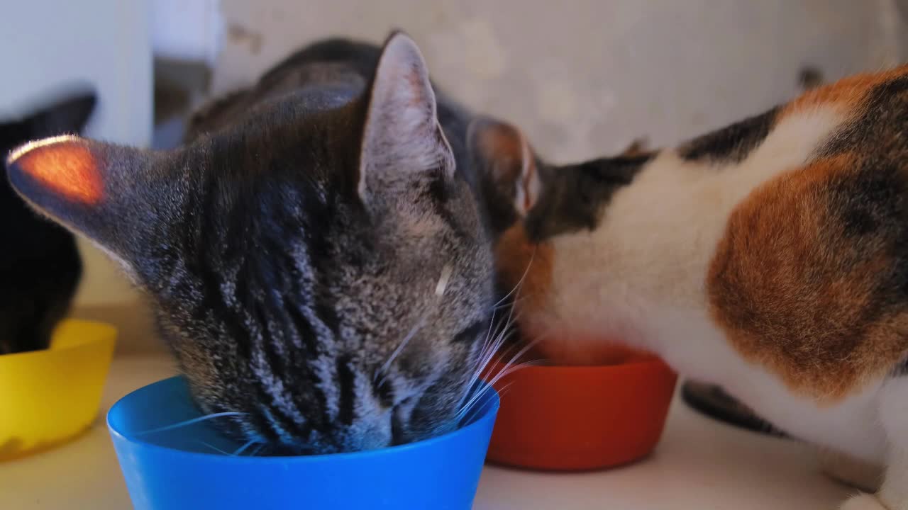 Cute Cat Eating