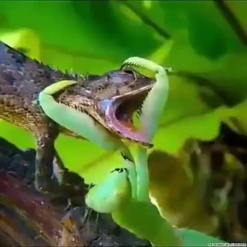 Never underestimate your opponent