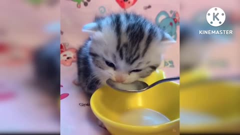 Cute cat eats milk. Funny cat#cat