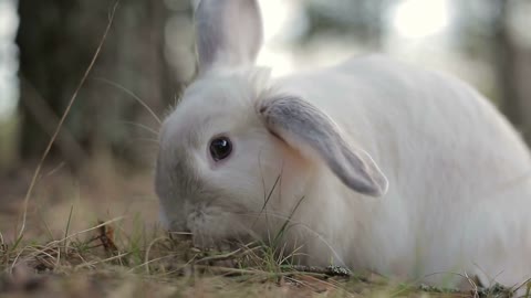 White rabbit in a summer forest