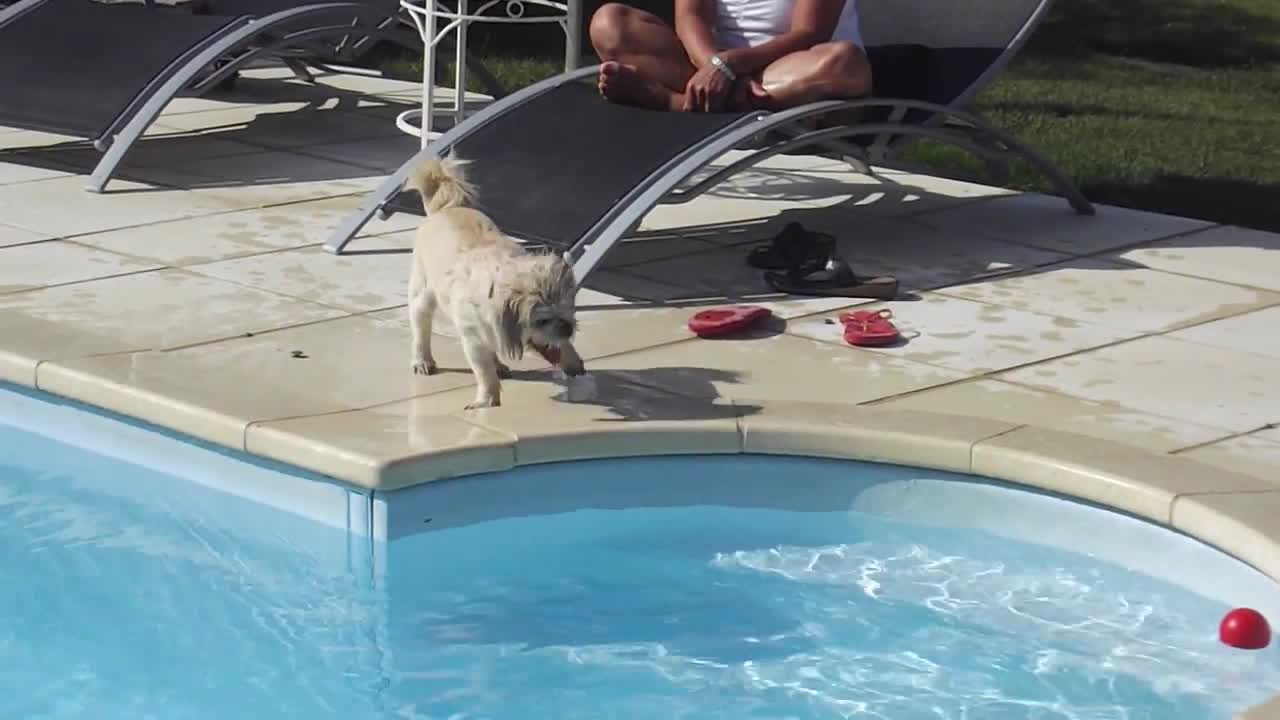 a dog falling into the water