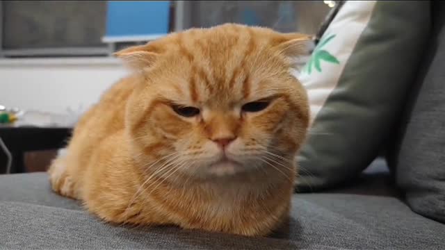 Cats are really human and can perceive my emotions.