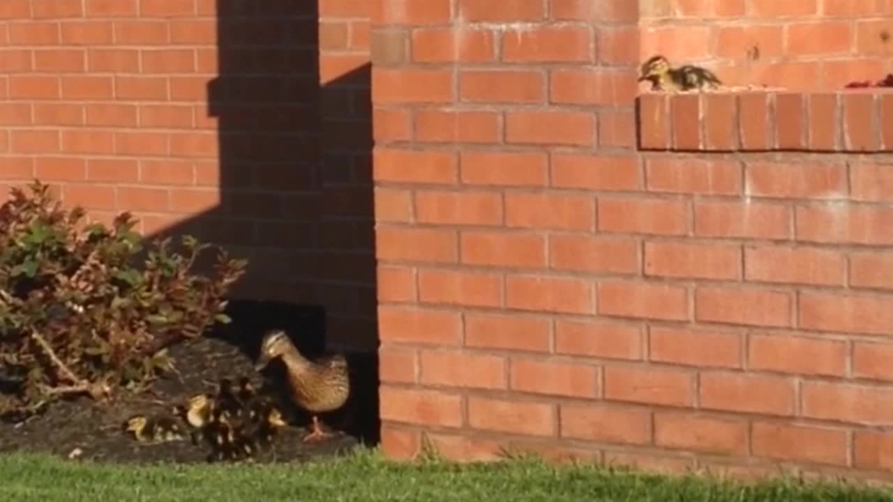 Daring Ducklings Take Leap Of Faith To Reach Mama Duck