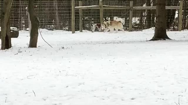 Two Husky Dogs in Snowy Area