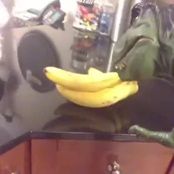 [ANIMALSVINE] Where fucks are all the bananas