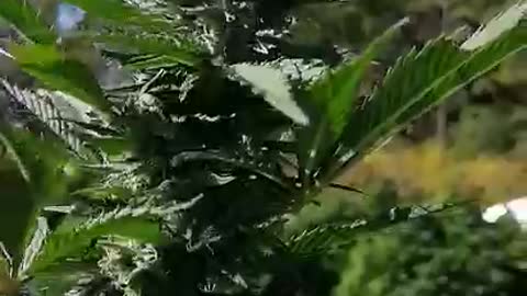 CBD CROP 2019