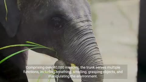 "Elephant Intelligence Unveiled: Exploring the Minds of Earth's Largest Land Mammals!"