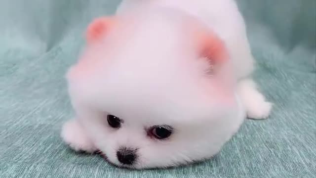 Cute and Funny Pomeranian Videos