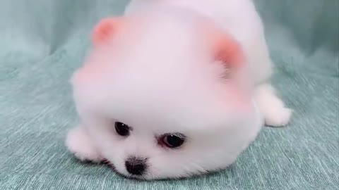 Cute and Funny Pomeranian Videos