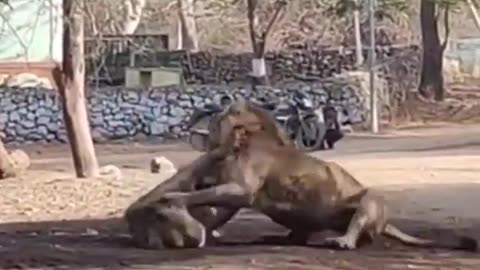 Wildlife in closer view with a natural perspective.