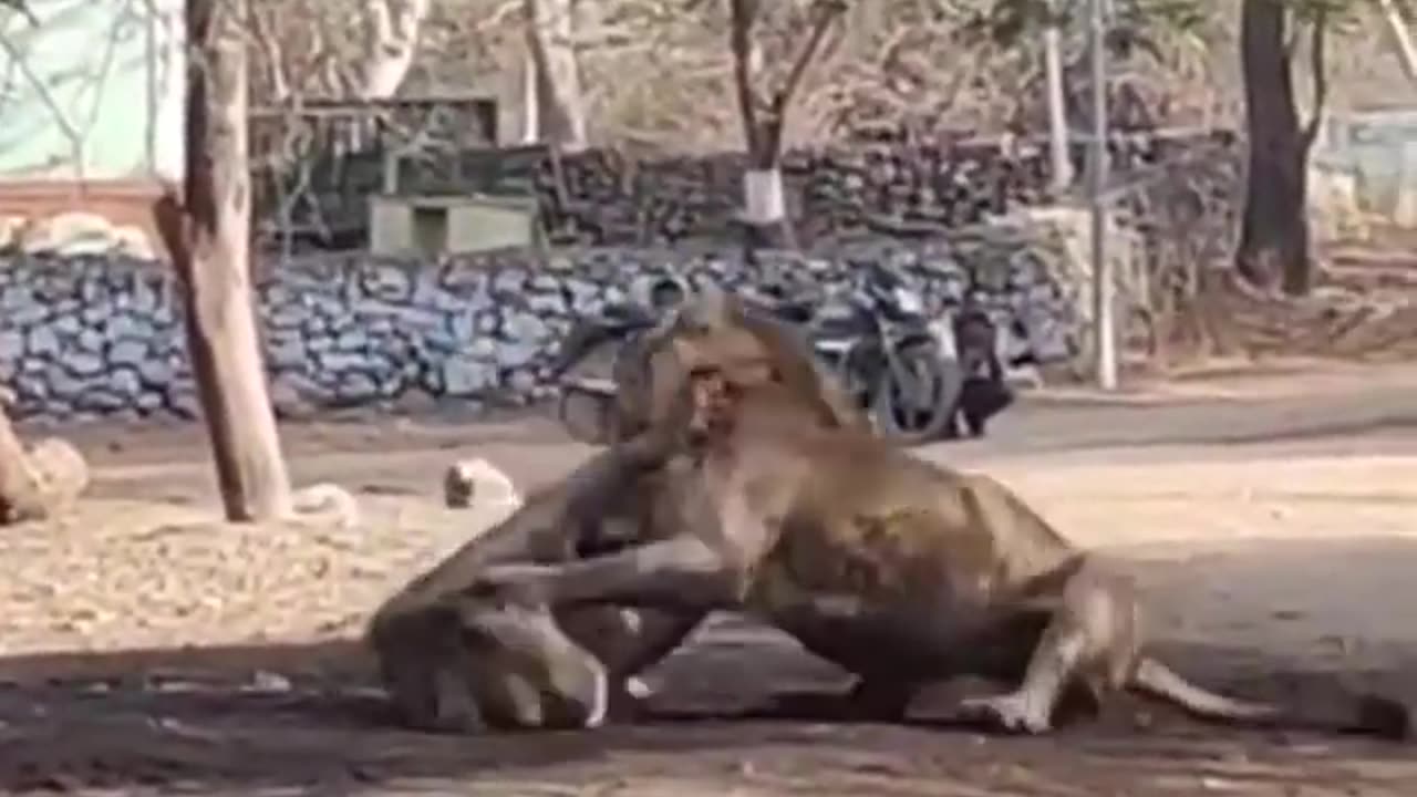 Wildlife in closer view with a natural perspective.