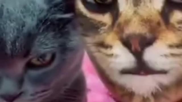 Cat funny moments 2022