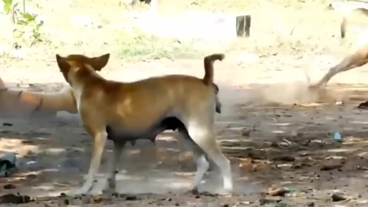 Troll Prank Dog Funny & fake Lion and Fake Tiger Prank To dog