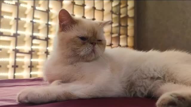 Only a person who understands cats can be regarded as a civilized person