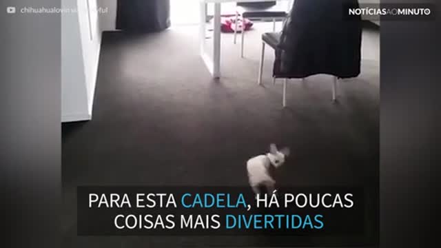 Esta chihuahua fica maluca com bolhas de sabão