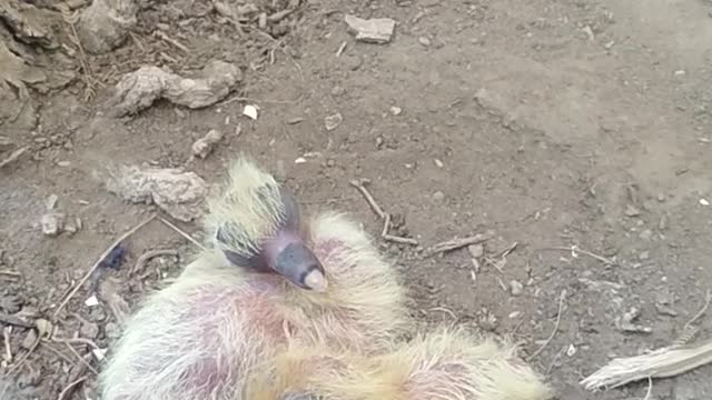 video-of-new-born-ducklings