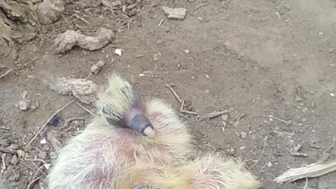 video-of-new-born-ducklings