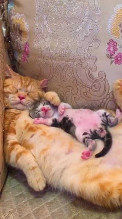 cute kittens