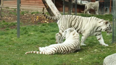 White tiger